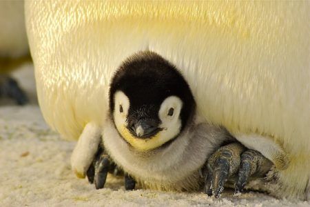 Императорски пингвин - баща животно