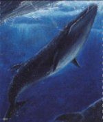 Endangered Sei Whale