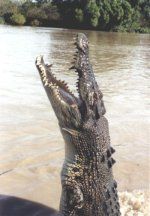 Suolaisen krokotiili