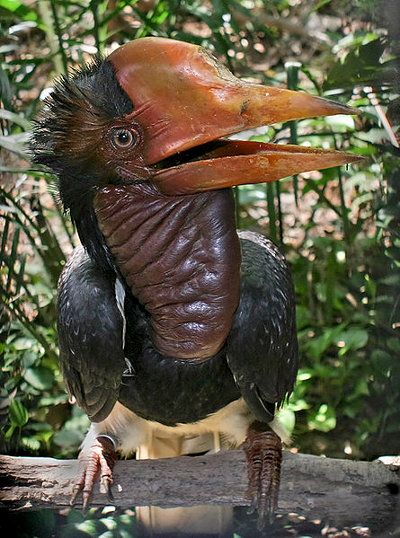 Helmeted Hornbill (c) Doug Janson