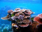 Okeāna koraļļi