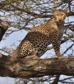 Aafrika leopard