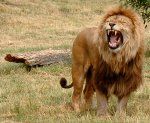 Uros afrikkalainen leijona