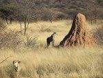 Namiibia termiitide küngas