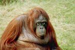 Naine orangutan
