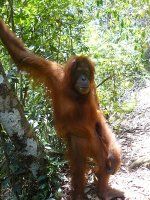 Orangutans stāv