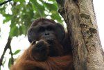 Isane orangutan