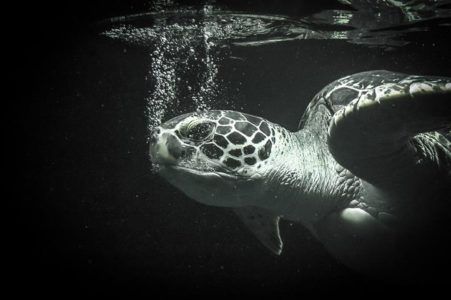 Morska želva za svetovni dan morskih želv
