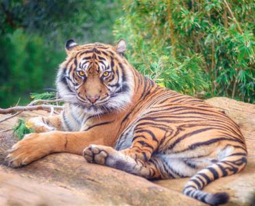 Tiger - primer ogrožene živali