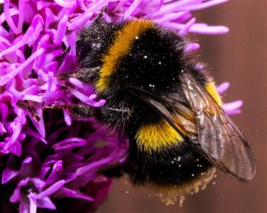 Bumblebee - ایک خطرے سے دوچار جانور۔
