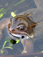 Обикновена крастава жаба