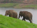 멸종 위기에 처한 아시아 코끼리
