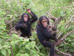 Млади шимпанзета