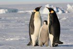 पेंगुइन परिवार