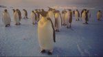 Suaugę pingvinai