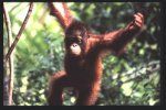 Ohustatud orangutan
