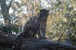 Redki oblačni leopard