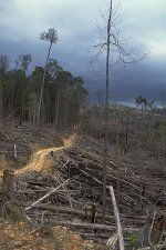 تدمير الغابات