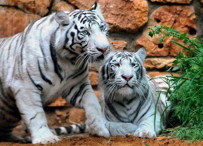 Hvid tiger par