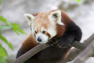 Raudonoji panda