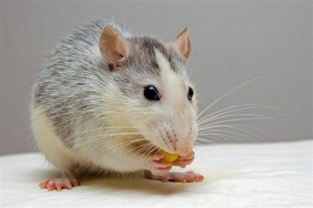 Rott rahvusvaheliseks loomaõiguste päevaks
