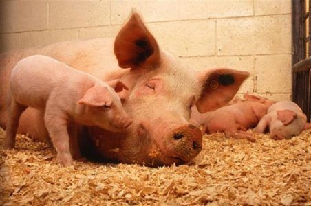 Свиње за Међународни дан права животиња