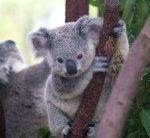 Mlada koala na drevesu