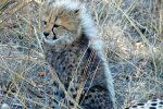 Mladunče geparda