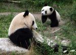 10 महीना पुराना पांडा