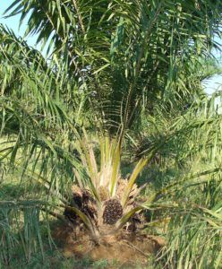 palmovo olje