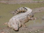 Krokodil s slano vodo