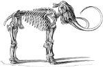 Mammoth skelet