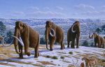 Un ramat de mamut