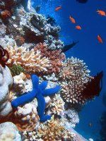 Коралов риф
