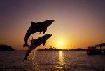 Delfíny skákavé