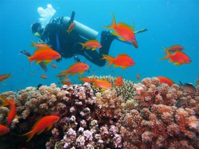 Coral Reef Awareness Week를위한 Coral Reef