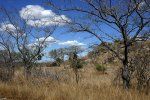 Krugerio nacionalinis parkas
