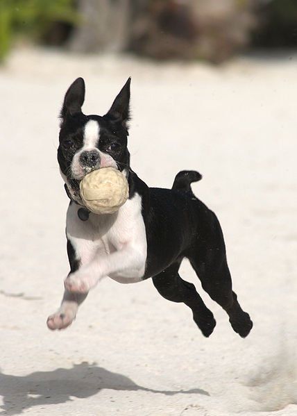 Filhote de cachorro pequeno Boston Terrier correndo com uma bola na boca