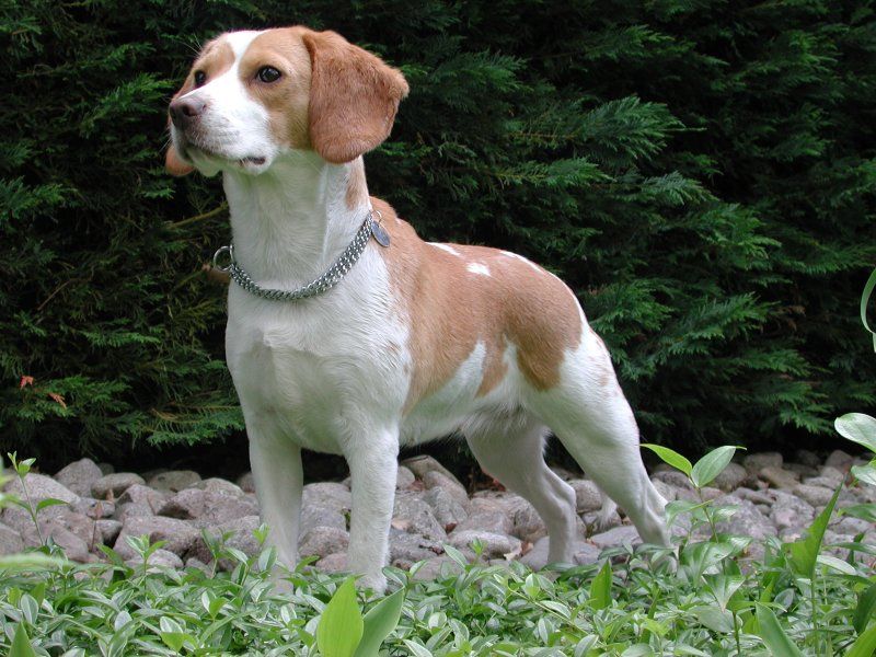 Majhen beagle, ki stoji v travi ob skalah