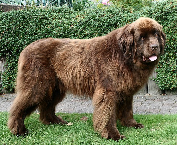 Veliki rjavi novofundlandski pes, znan tudi kot pes varuška