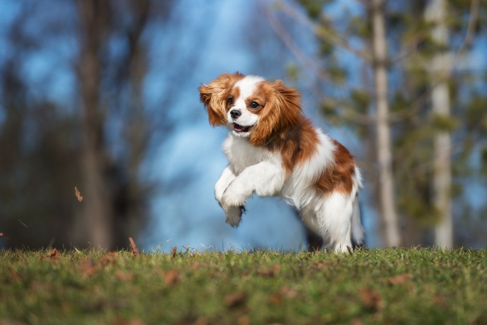 Kavalirski King Charles Spaniel (Canis familiaris) - psiček skače