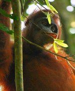 Orangutan salvatge