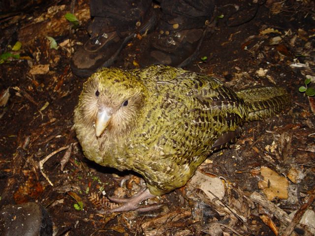 Kakapo على الأرض يبحث