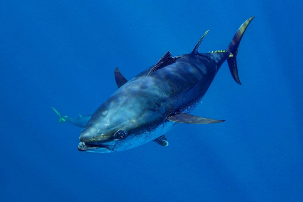 Plavanje modroplavutega tuna v oceanu