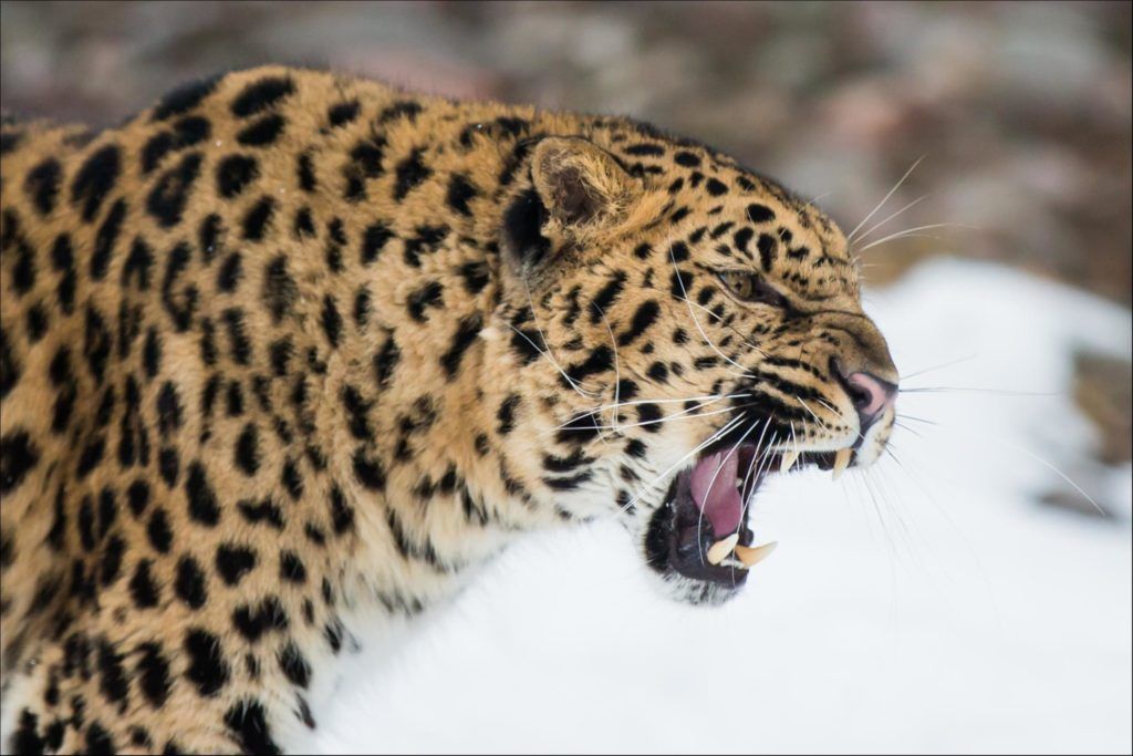 Nykstantis amūro leopardas riaumojo sniege
