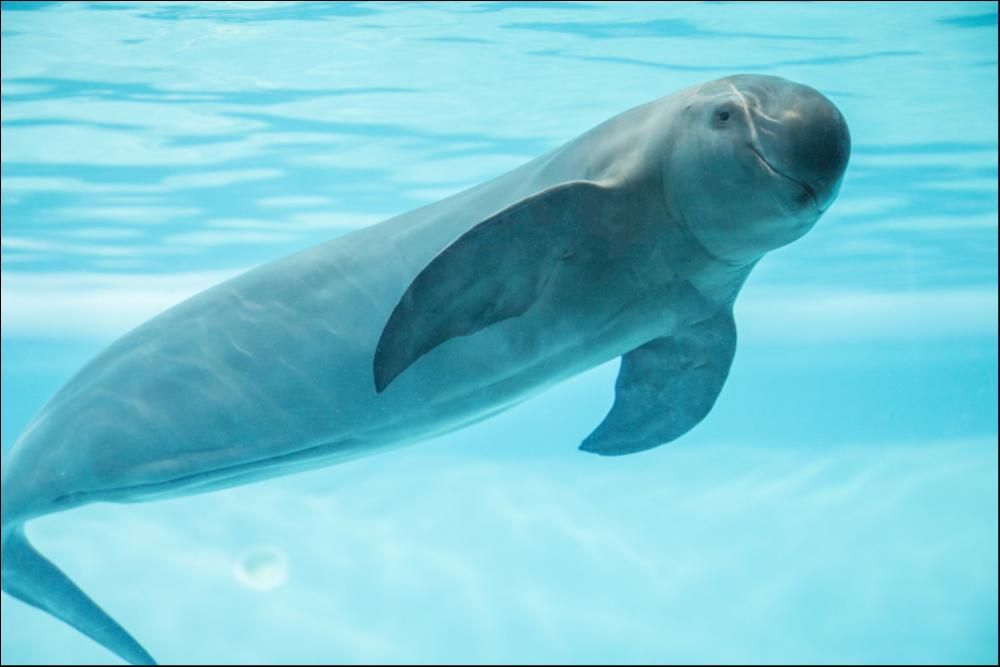 एक porpoise तैराकी और कैमरे को देख रहा है