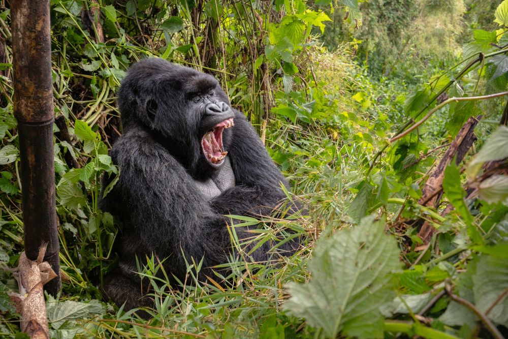 Goril·la de muntanya (Gorilla beringei beringei): badallant al bosc