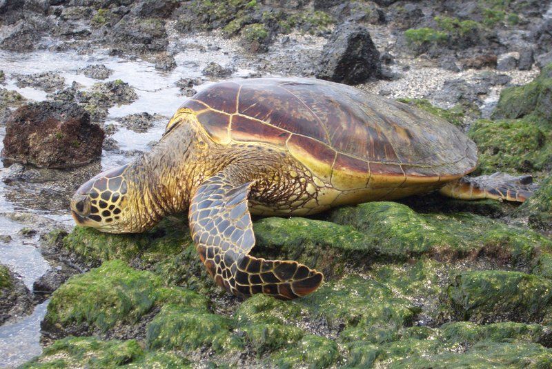 Sea Turtle Sitting on Moss by Rocks