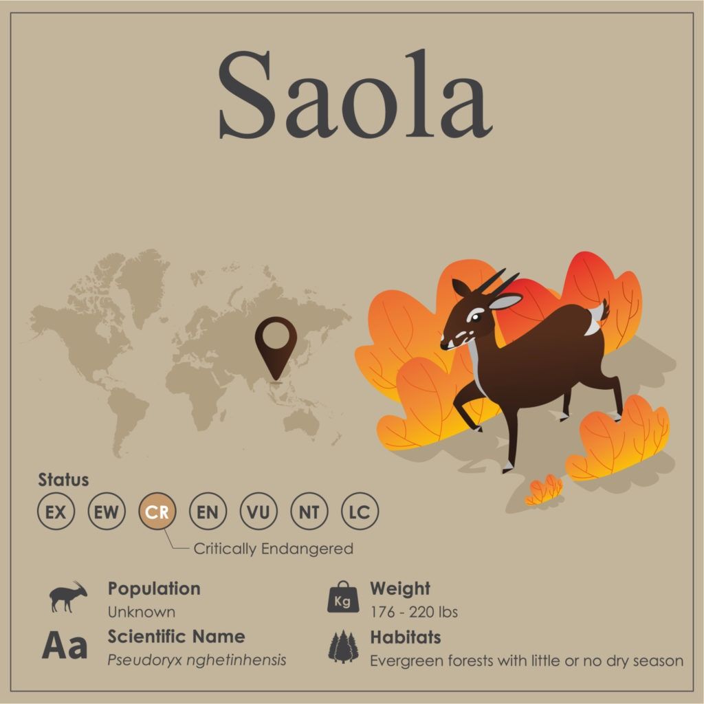 إنفوجرافيك الأنواع المهددة بالانقراض Saola