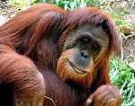 Суматрански орангутан